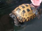 Horsfield : Male approx 10 years old (Eric)